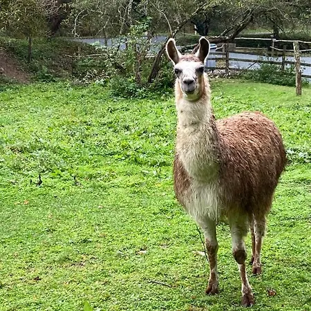 La Bastide D'albignac Гостевой дом Le Dourn
