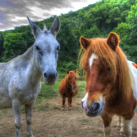 La Bastide D'albignac