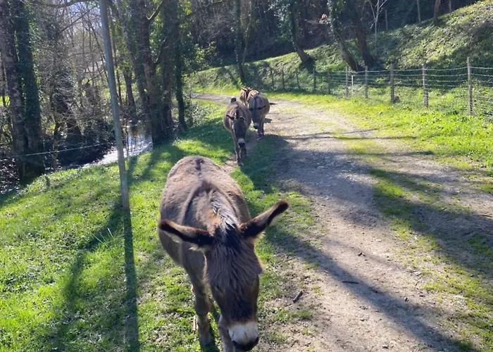 La Bastide D'albignac Le Dourn