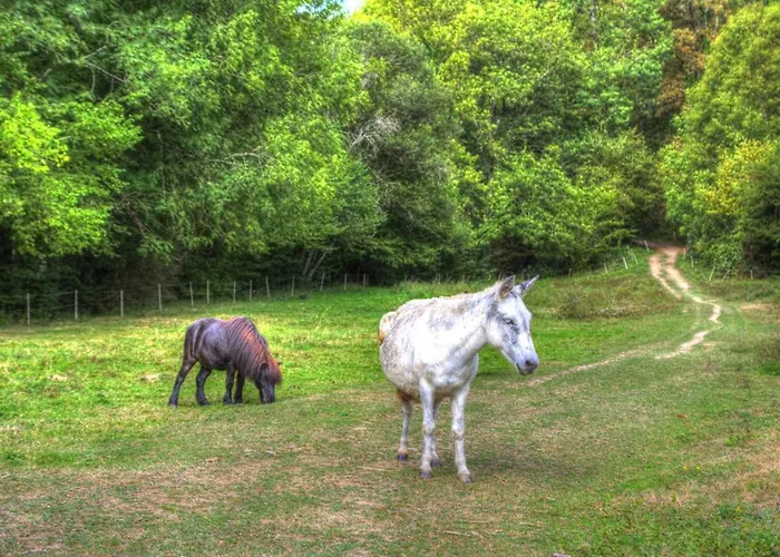 La Bastide D'albignac Гостевой дом Le Dourn