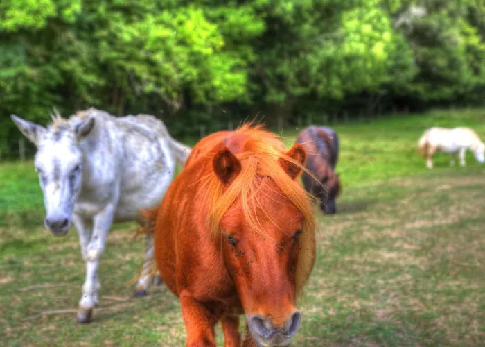 La Bastide D'albignac *