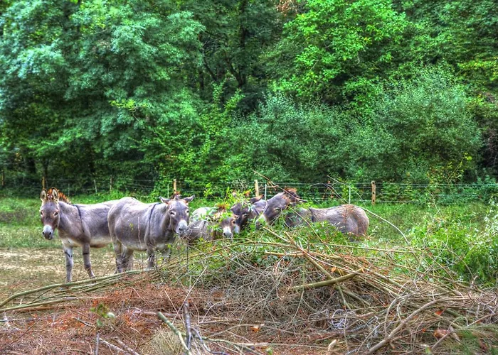 La Bastide D'albignac Гостевой дом