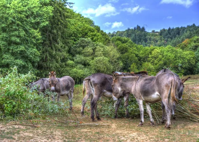 La Bastide D'albignac Гостевой дом Le Dourn