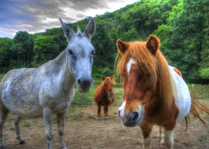 La Bastide D'albignac