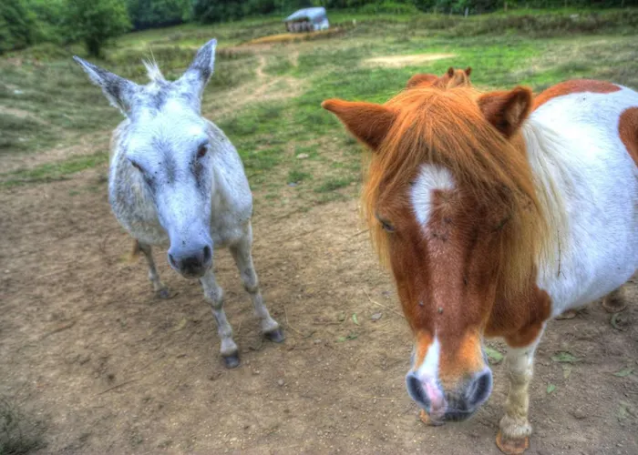 La Bastide D'albignac