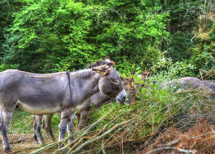 Гостевой дом La Bastide D'albignac