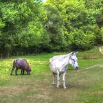 La Bastide D'albignac Konukevi Le Dourn
