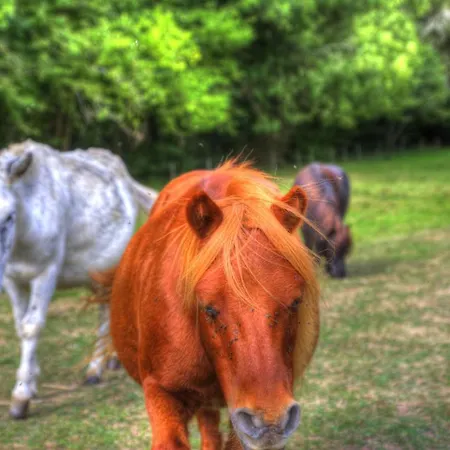 La Bastide D'albignac *