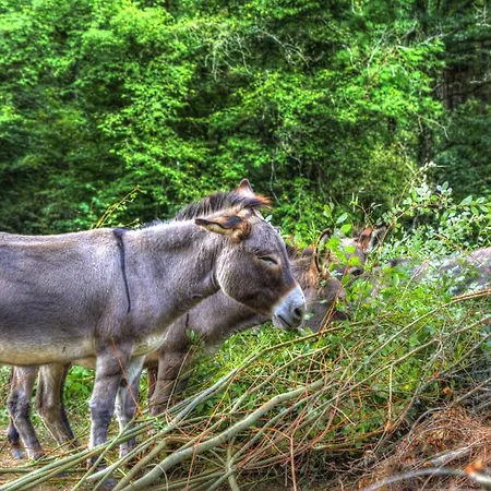 Πανσιόν La Bastide D'albignac